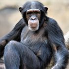 Schimpanse I