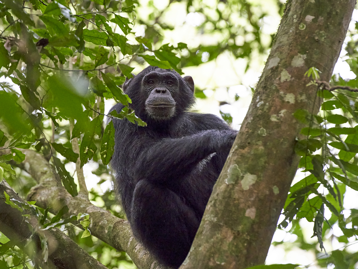 Schimpanse II in luftiger Höhe 
