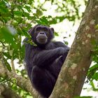 Schimpanse II in luftiger Höhe 