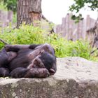 Schimpanse im Allwetterzoo Münster