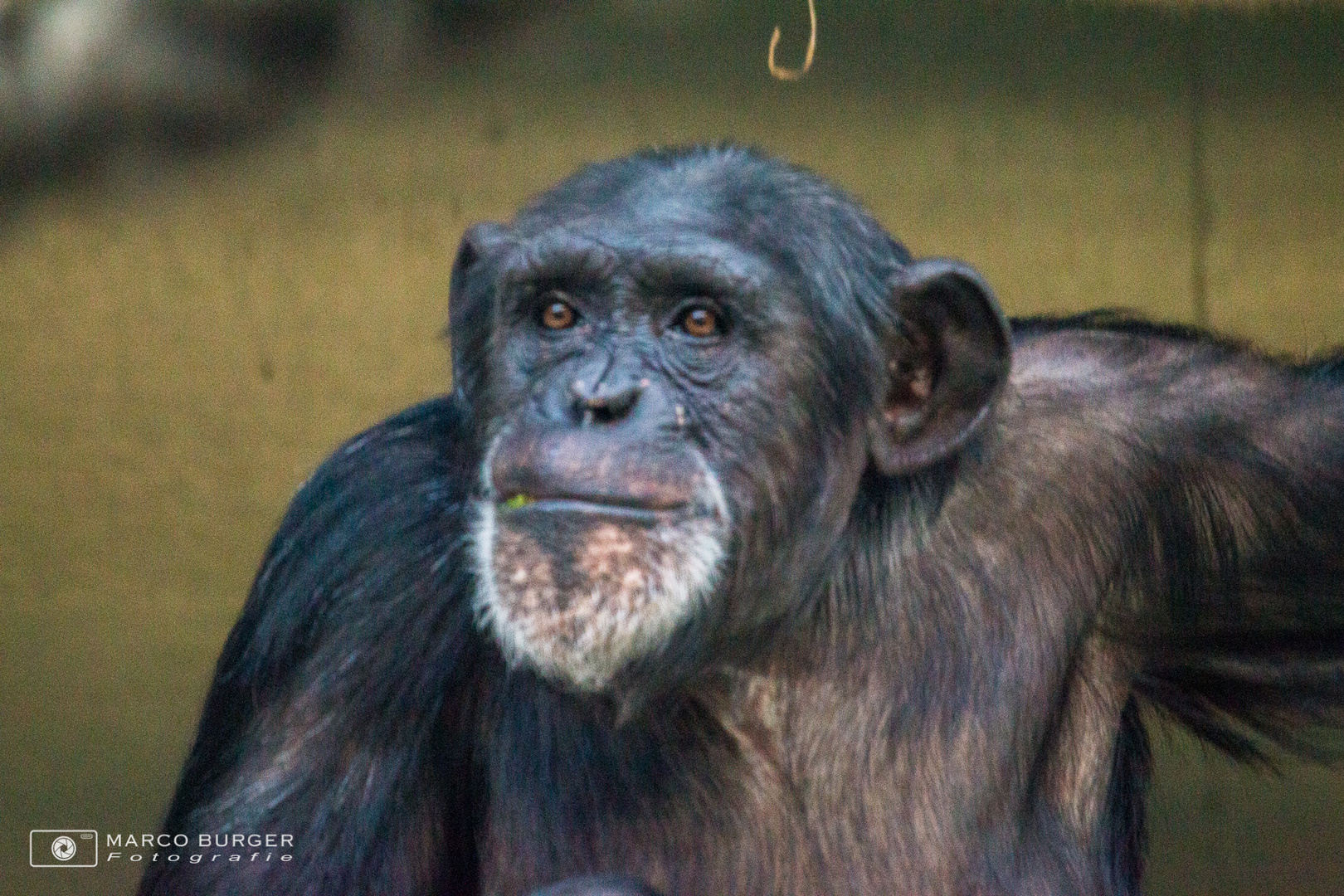 Schimpanse im Basler Zoo