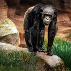 Schimpanse im Erlebnis-Zoo Hannover 