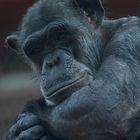 Schimpanse im Erlebnispark Zoom