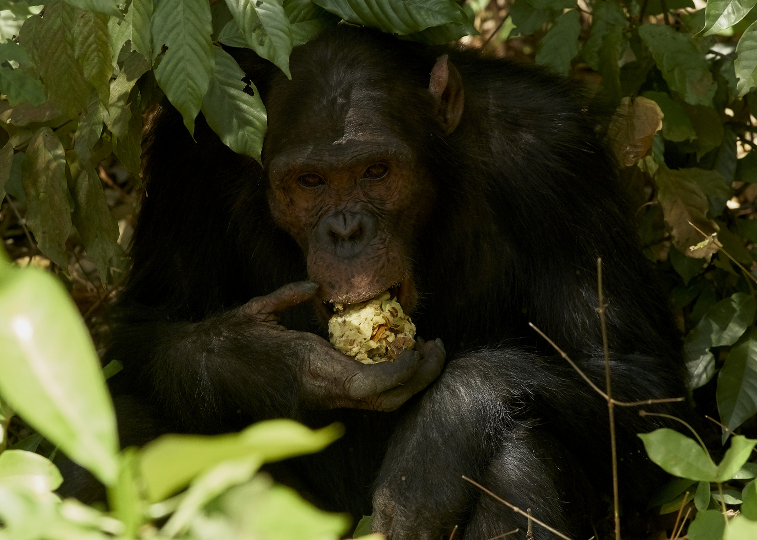 Schimpanse im Gombe Stream NP