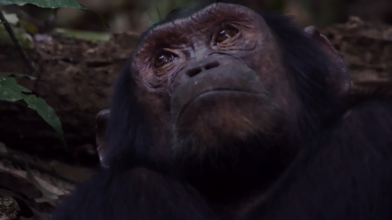 Schimpanse im Kibale - Uganda