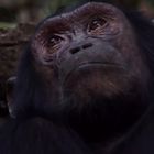 Schimpanse im Kibale - Uganda
