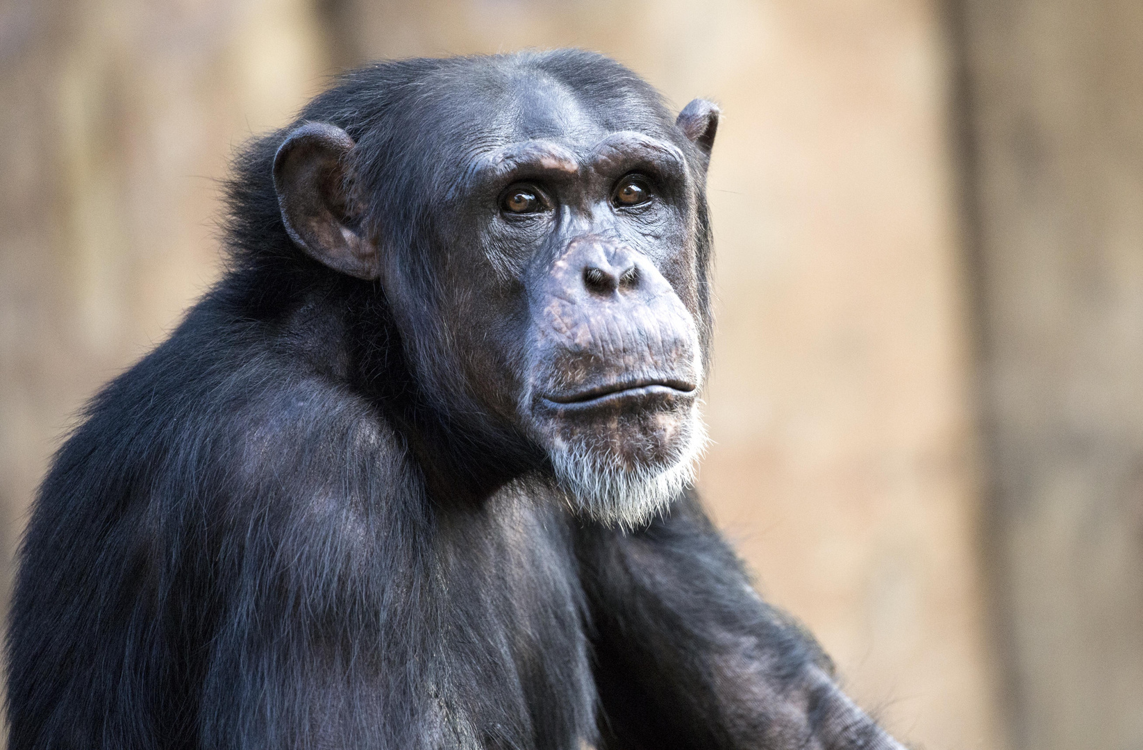 Schimpanse im Krefelder Zoo 01