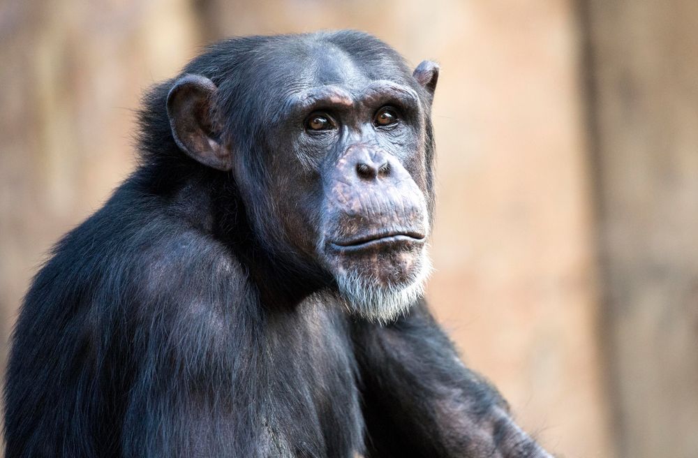 Schimpanse im Krefelder Zoo 01