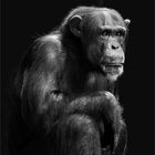 Schimpanse im Krefelder Zoo