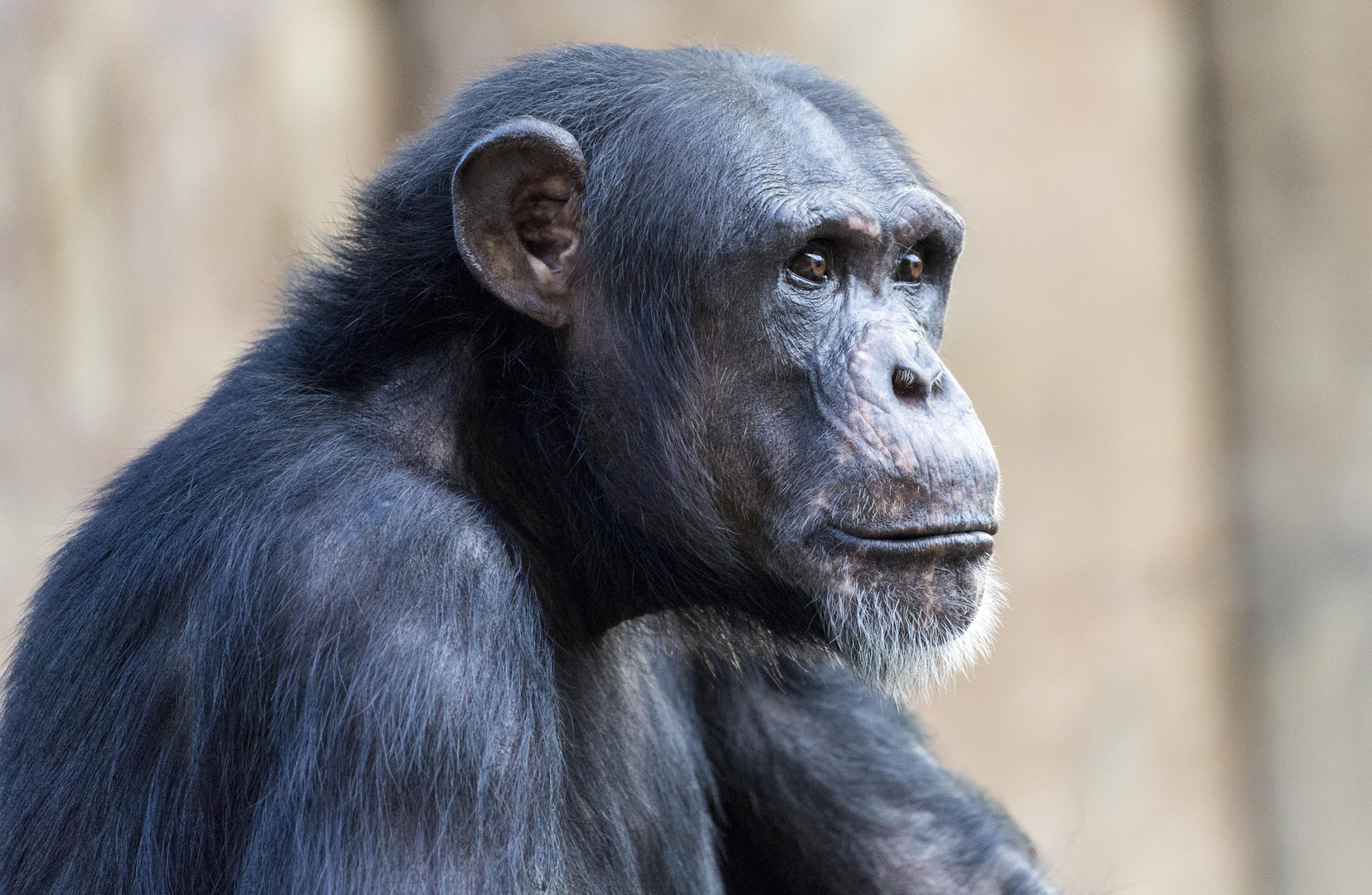 Schimpanse im Krefelder Zoo