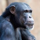 Schimpanse im Krefelder Zoo