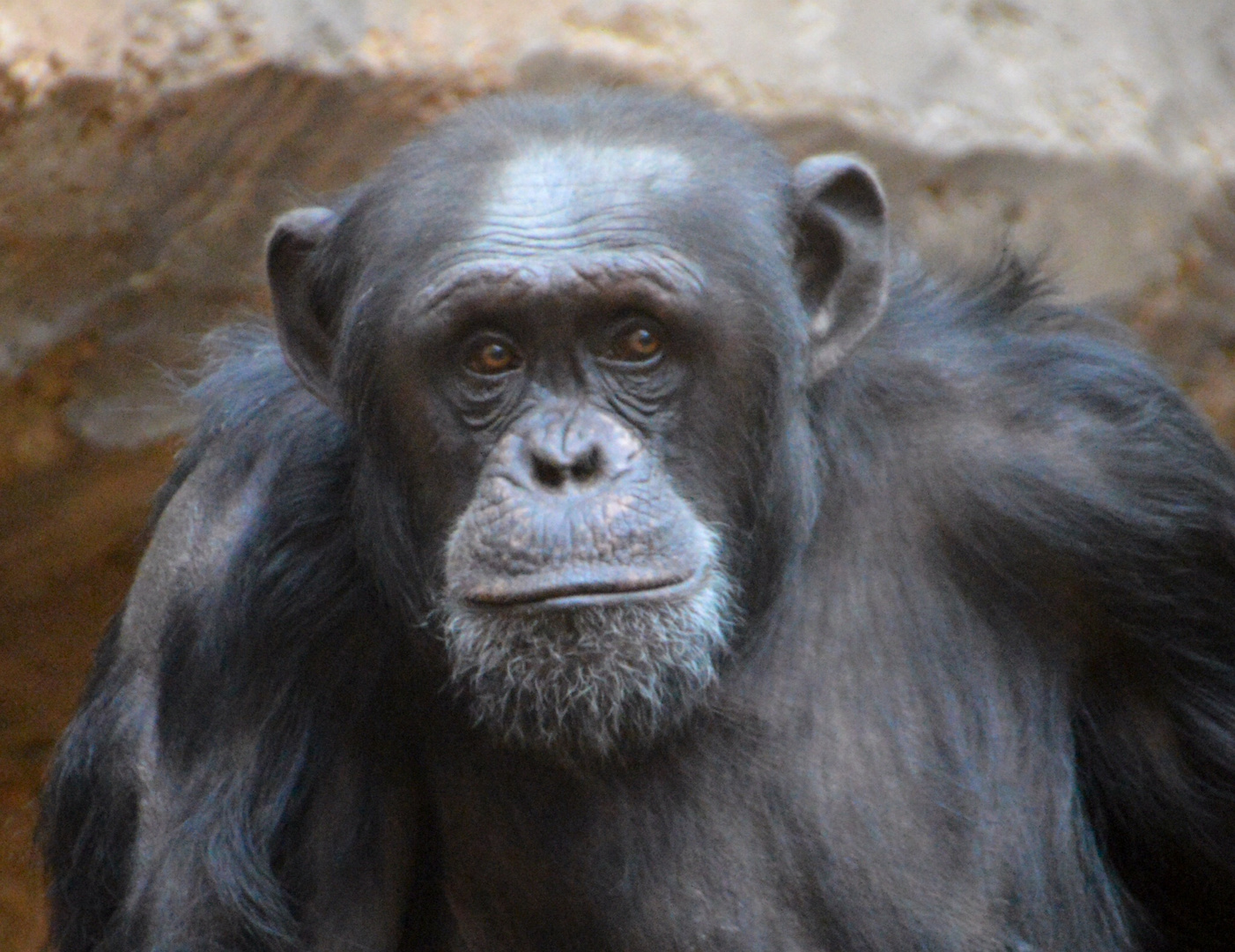 Schimpanse im Osnabrücker Zoo