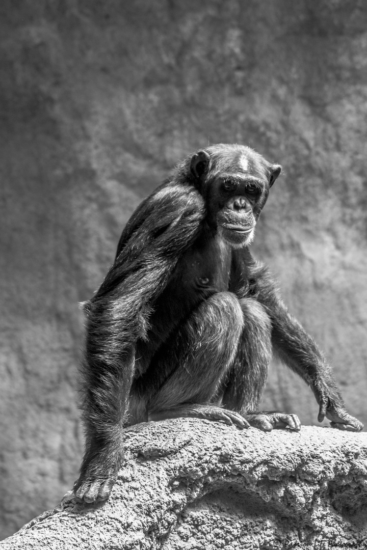 Schimpanse im Pongoland des Zoo Leipzig