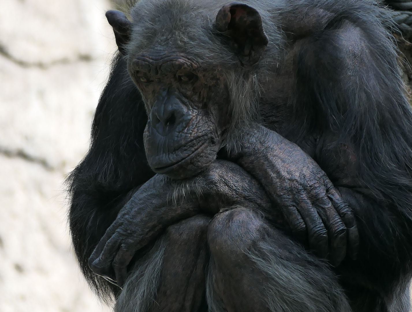 Schimpanse im Tierpark Hellabrunn 