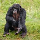 Schimpanse im Wildpark