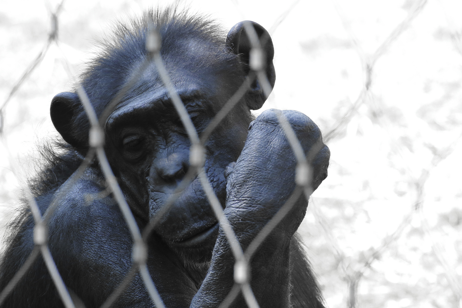 Schimpanse im Zoo