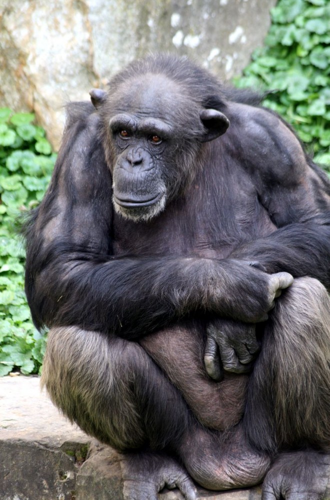 Schimpanse im Zoo Hannover