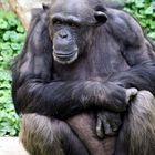 Schimpanse im Zoo Hannover