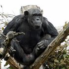 Schimpanse im Zoo Leipzig