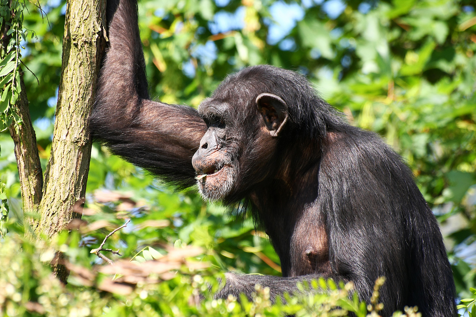 Schimpanse im Zoo Leipzig