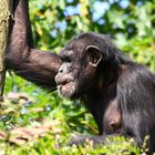 Schimpanse im Zoo Leipzig