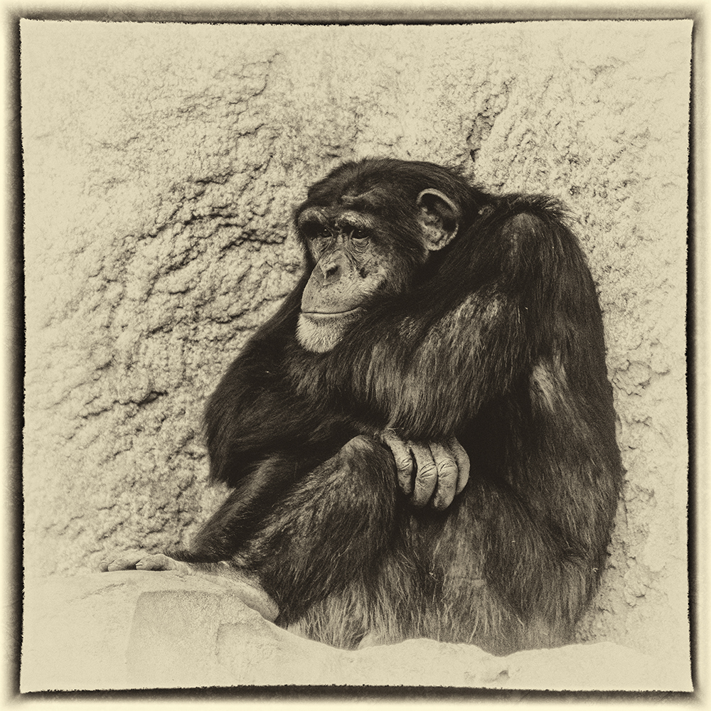 Schimpanse im Zoo Leipzig