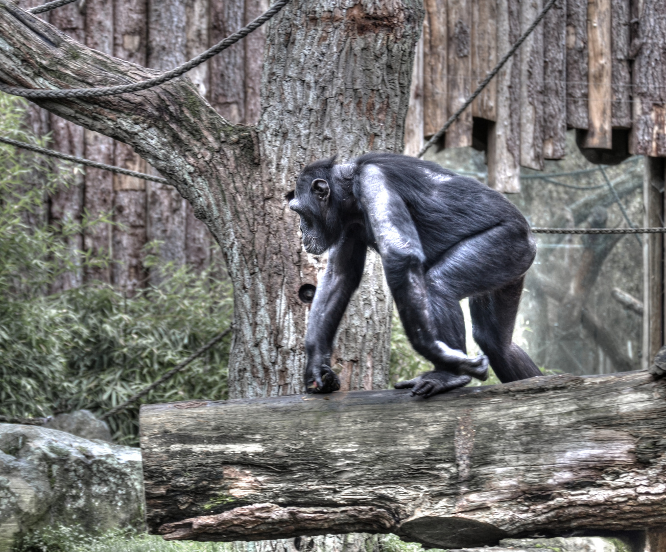 Schimpanse im Zoo Münster