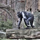 Schimpanse im Zoo Münster
