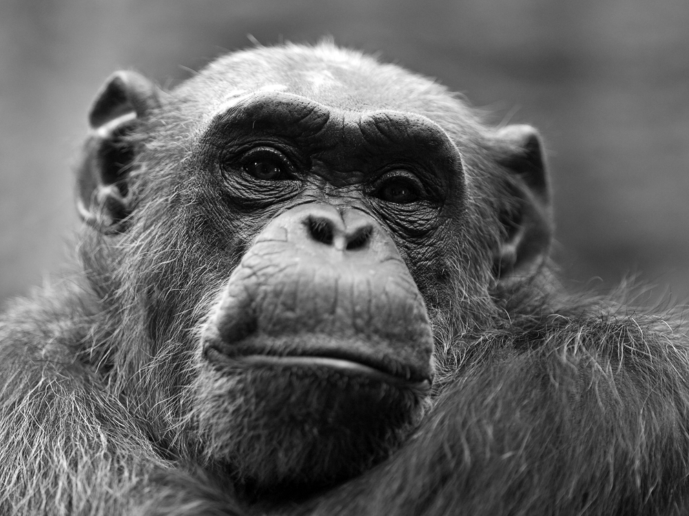 Schimpanse im Zoo Odense