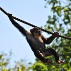 Schimpanse im ZOOM Gelsenkirchen