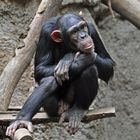 Schimpanse in Denkerpose