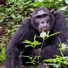 Schimpanse in der Kyambura Gorge