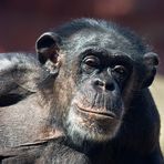 Schimpanse in der Zoom Erlebniswelt