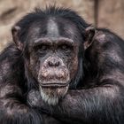 Schimpanse in Pose