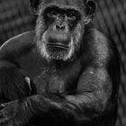 Schimpanse in schwarz/weiß