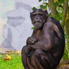 Schimpanse IV