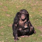 Schimpanse +Junges