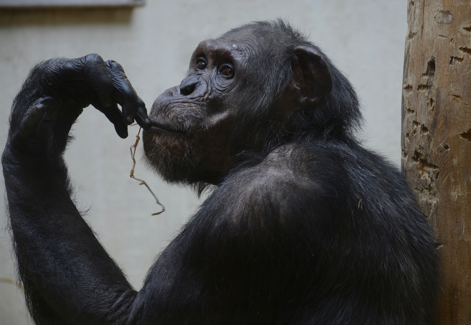Schimpanse, kaum artgerecht untergebracht im Zoo