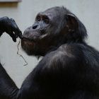 Schimpanse, kaum artgerecht untergebracht im Zoo