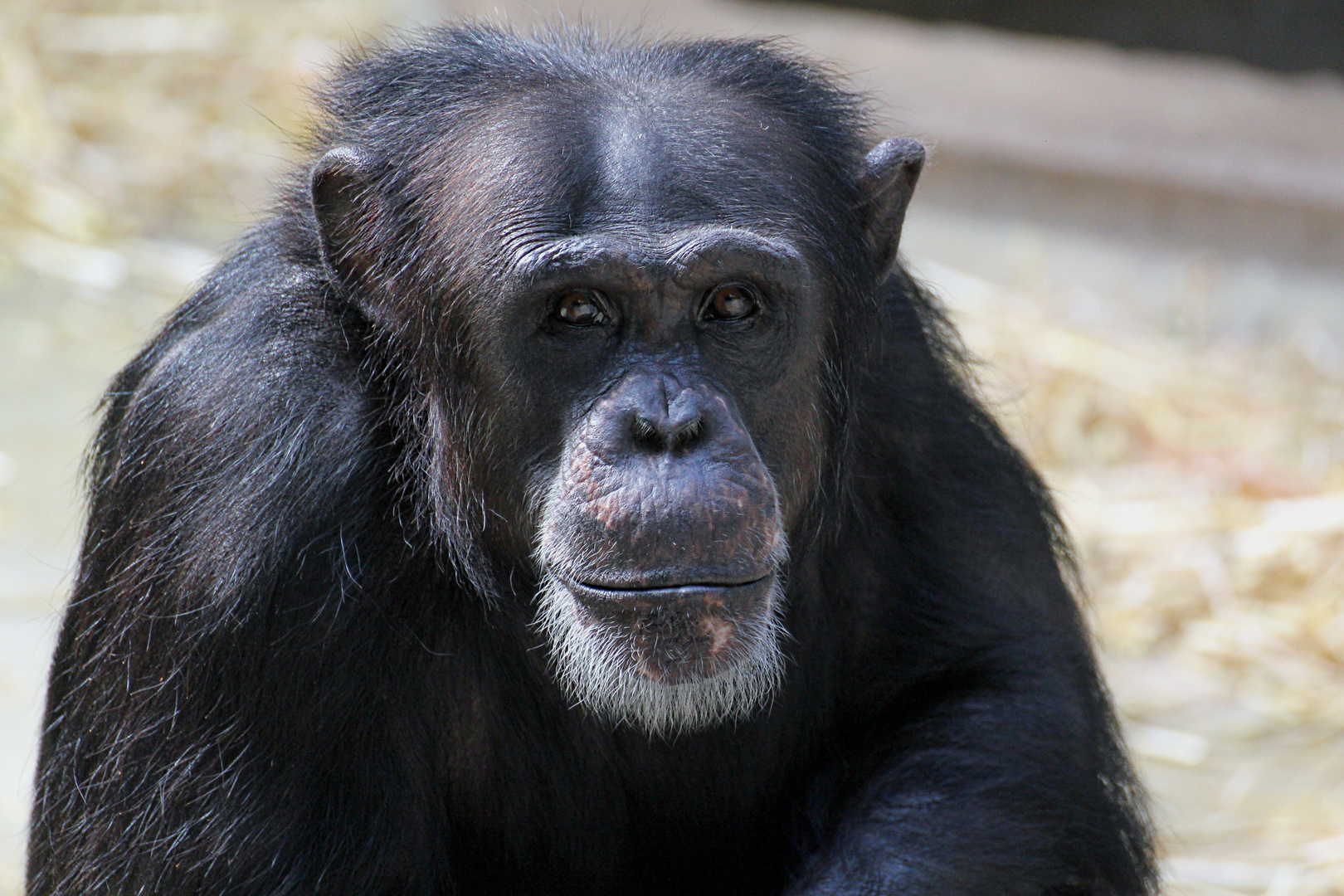 Schimpanse (Krefelder Zoo)