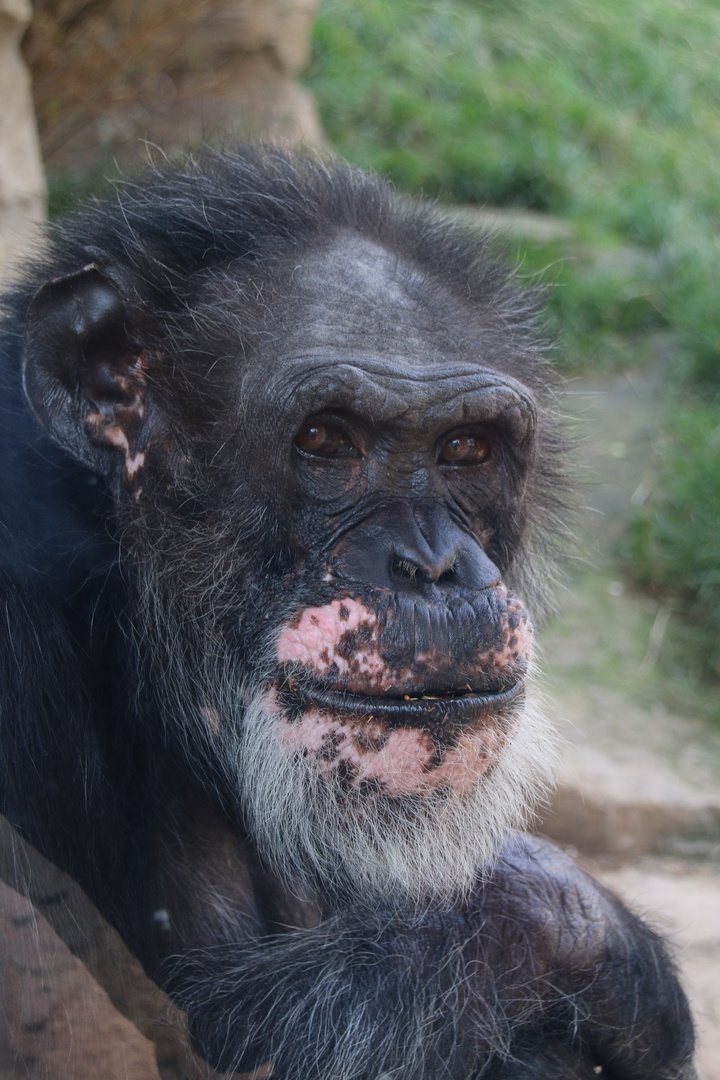 Schimpanse Max im Zoo Hannover