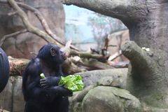Schimpanse mit Fernblick