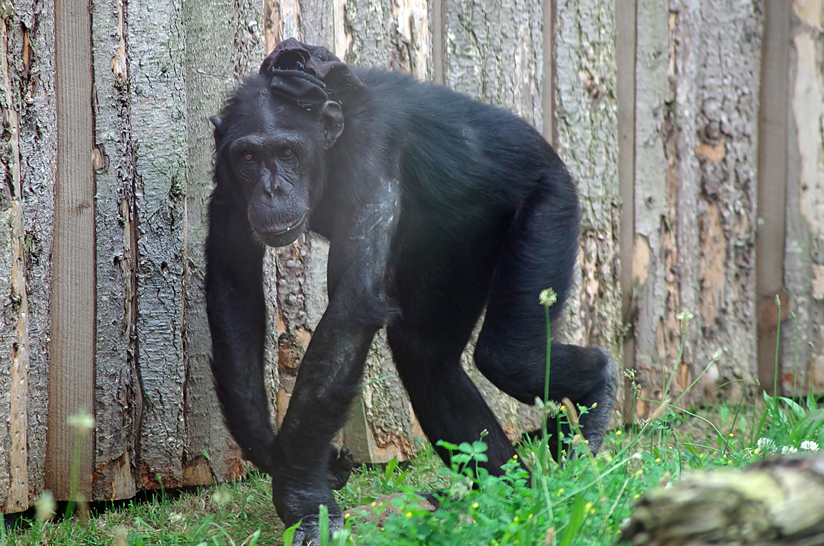 Schimpanse mit Handschuh auf dem Rücken