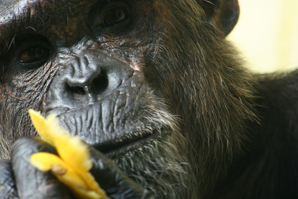 Schimpanse mit Zitrone im Heidelberger Zoo