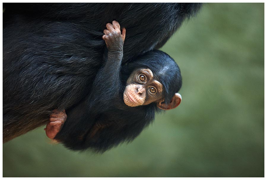 Schimpanse (Pan troglodytes)