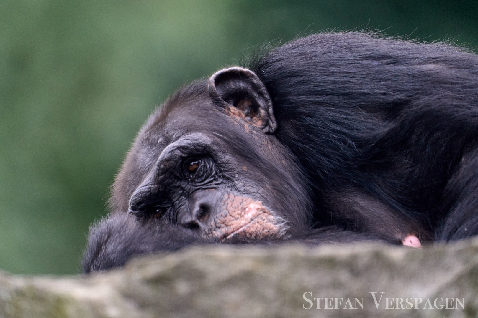 Schimpanse (Pan troglodytes)