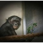Schimpanse Portrais
