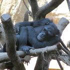 Schimpanse, schlafend