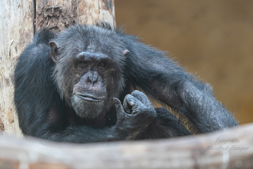 Schimpanse / Zoo Archte Noah / 13.07.20