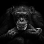 Schimpanse - Zoo - Leipzig